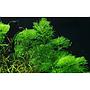 Tropica 1•2•Grow! Pianta Limnophila aquatica in Vitro Cup