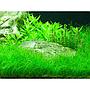 Tropica Single Package Pianta Eleocharis parvula in vasetto