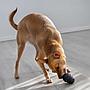 Kong Extreme Medium Gioco per Cani fino a 7-16Kg