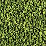 Sera Granugreen 100 ml 55 g