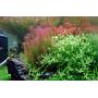 Tropica 1•2•Grow! Rotala Wallichii