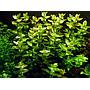 Tropica 1•2•Grow! Bacopa Caroliniana
