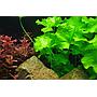 Tropica 1•2•Grow! Nymphoides Hydrophylla "Taiwan"