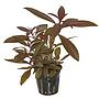 Tropica Pianta Ludwigia Glandulosa in vasetto