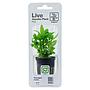 Tropica Single Package Pianta Staurogyne repens in vasetto