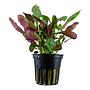 Tropica Pianta Lobelia Cardinalis in vasetto