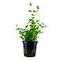 Tropica Pianta Bacopa Australis in vasetto