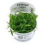Tropica 1•2•Grow! Pianta Sagittaria Subulata in Vitro Cup