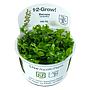 Tropica 1•2•Grow! Pianta Bacopa Caroliniana in Vitro Cup