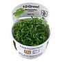 Tropica 1•2•Grow! Pianta Ranunculus Inundatus in Vitro Cup