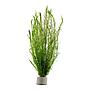 Tropica Pianta Mayaca Fluviatilis in mazzetto