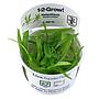 Tropica 1•2•Grow! Pianta Helanthium bolivianus Quadricostatus in Vitro Cup