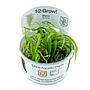 Tropica 1•2•Grow! Pianta Blyxa Japonica in Vitro Cup