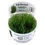 Tropica 1•2•Grow! Pianta Taxiphyllum alternans "Taiwan Moss" muschio in Vitro Cup