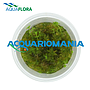 Aquaflora Myriophyllum Sp. "Guyana" in Vitro Cup