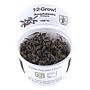 Tropica 1•2•Grow! Pianta Bucephalandra "Kedagang" in Vitro Cup