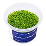 Aqua Art Micranthemum "Monte Carlo" in Vitro Cup