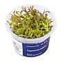 Aqua Art Pogostemon stellatus in Vitro Cup