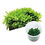 Ada Bio Mizukusa No Mori Staurogyne repens in Vitro Cup (7,5Ø-8H)