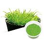 Ada Bio Mizukusa No Mori Utricularia graminifolia in Vitro Cup (7,5Ø-4H)