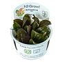 Tropica 1•2•Grow! Pianta Echinodorus "Reni" in Vitro Cup