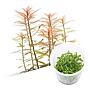 Ada Bio Mizukusa No Mori Proserpinacea palustris in Vitro Cup (7,5Ø-4H)
