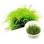 Ada Bio Mizukusa No Mori Taxiphyllum barbieri in Vitro Cup (7,5Ø-8H)