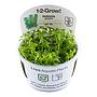 Tropica 1•2•Grow! Pianta Hottonia palustris in Vitro Cup