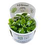 Tropica 1•2•Grow! Pianta Lobelia cardinalis "Mini" in Vitro Cup