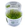 Tropica 1•2•Grow! Pianta Leptodictyum riparium in Vitro Cup