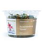 Aqua Art Bucephalandra sp. "Ulysses" in Cup Vitro