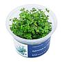 Aqua Art Hydrocotyle sp. "Japan" in Cup Vitro