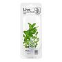 Tropica Single Package Mini Pianta Bacopa caroliniana