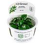 Tropica 1•2•Grow! Pianta Anubias barteri var. nana in Vitro Cup