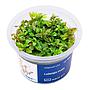 Aqua Art Ludwigia ovalis in Vitro Cup