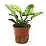 Tropica Pianta Anubias barteri var. nonna ’Pinto’