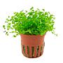 Tropica Pianta Micranthemum tweediei 'Monte Carlo' in vasetto