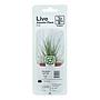 Tropica Single Package Pianta Eleocharis parvula in vasetto