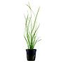Tropica Pianta Cyperus helferi in vasetto