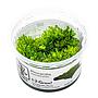 Tropica 1•2•Grow! Pianta Riccardia chamedryfolia in Vitro Cup