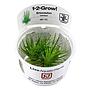 Tropica 1•2•Grow! Pianta Eriocaulon cinereum in Vitro Cup
