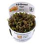 Tropica 1•2•Grow! Pianta Rotala rotundifolia 'H'rà in Vitro Cup