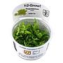 Tropica 1•2•Grow! Pianta Pogostemon helferi in Vitro Cup