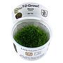 Tropica 1•2•Grow! Pianta Riccia Fluitans in Vitro Cup