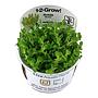 Tropica 1•2•Grow! Pianta Rotala indica "Bonsai" in Vitro Cup