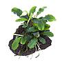 Tropica Pianta Bucephalandra pygmaea 'Bukit Kelam'