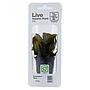 Tropica Single Package Pianta Echinodorus Reni vasetto