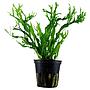 Tropica Pianta Microsorum Pteropus "'Windelov" in vasetto
