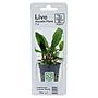 Tropica Single Package Pianta Cryptocoryne Beckettii "Petchii" vasetto
