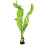 Tropica Pianta Aponogeton Ulvaceus bulbo